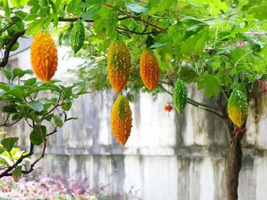 金铃子种植过程（金铃子的种植方法和病害防治）-图3