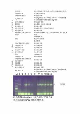 目的基因的扩增过程（目的基因的pcr扩增和检测实验报告）-图1