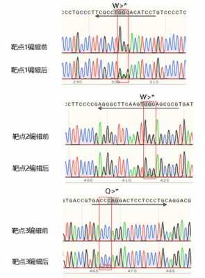 目的基因的扩增过程（目的基因的pcr扩增和检测实验报告）-图2