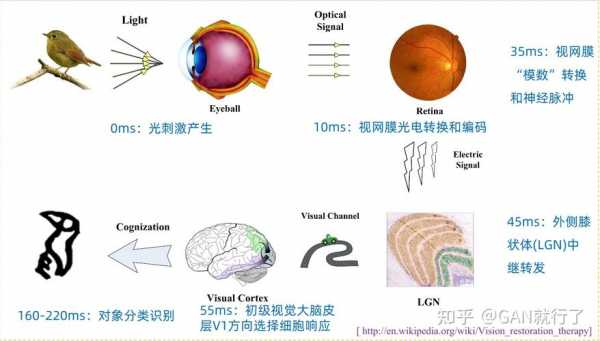 视觉现象产生的过程（简述视觉现象产生的过程）-图2