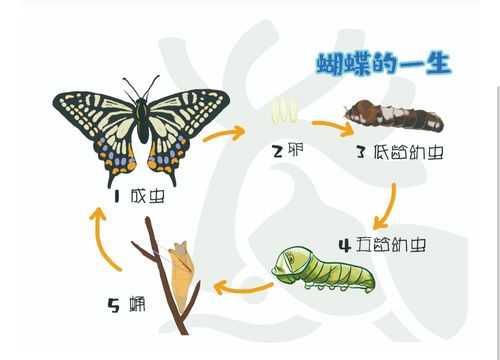 蝴蝶生长过程图片（蝴蝶生长过程示意图）-图1