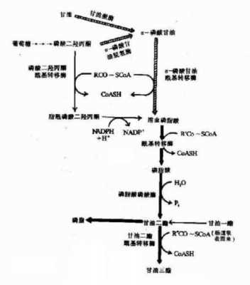 肾的代谢过程（肾的代谢过程图解）-图1