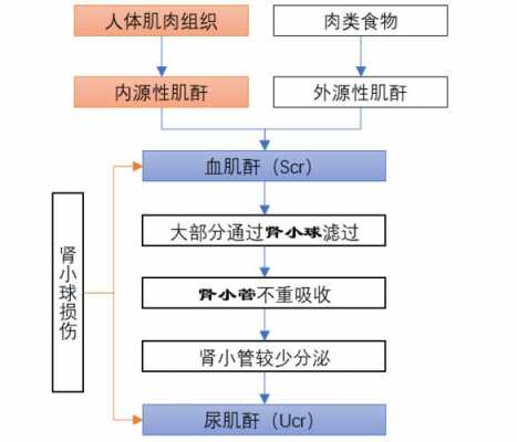 肾的代谢过程（肾的代谢过程图解）-图2