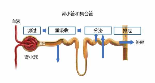 肾的代谢过程（肾的代谢过程图解）-图3