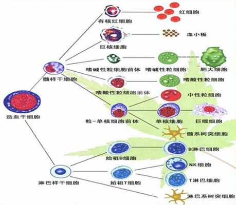 心脏细胞转变过程（心脏细胞不会更新只会变大吗）-图1