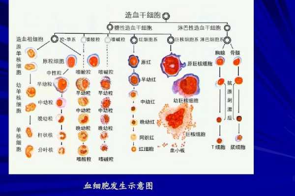 心脏细胞转变过程（心脏细胞不会更新只会变大吗）-图3