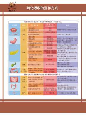 食物吸收代谢过程（食物吸收的全过程）-图2