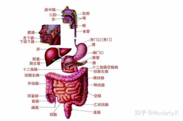 胃排空检查过程（胃排空试验临床意义）-图3