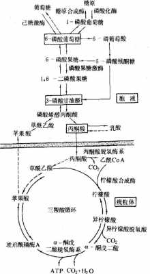 糖脱水缩合的过程（糖类脱水缩合形成什么键）-图3