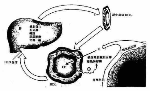 HDL代谢过程图（hdl的代谢过程）-图1