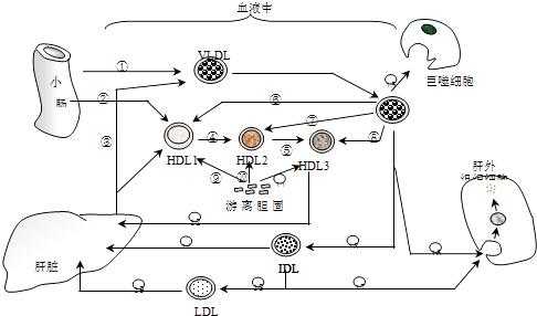 HDL代谢过程图（hdl的代谢过程）-图3