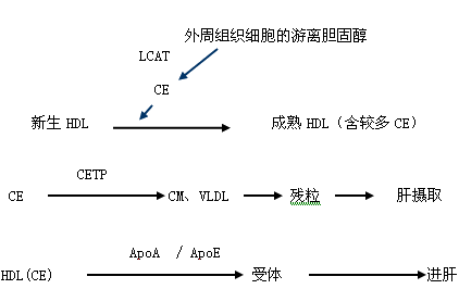 HDL代谢过程图（hdl的代谢过程）-图2