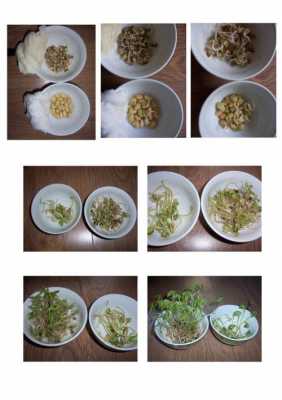 土培豆子的过程（豆子土培发芽的过程）-图3
