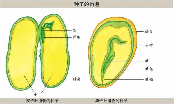 种子成熟过程吸收水（种子吸收水的部位）-图3