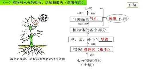 种子成熟过程吸收水（种子吸收水的部位）-图1