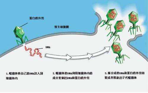 温和噬菌体的侵染过程（温和噬菌体侵染过程的文字图）-图3