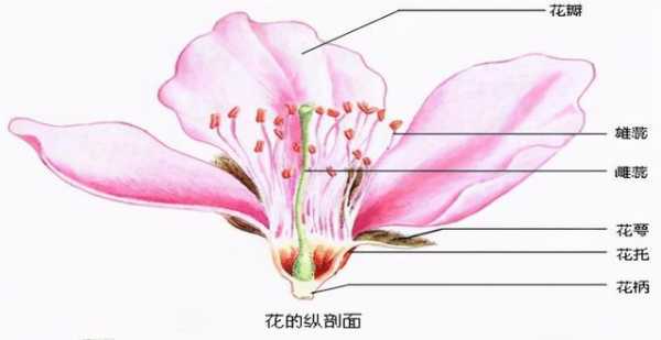 花蕾变化过程（花蕾的变化顺序是什么）-图2