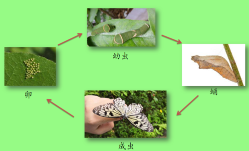 蝴蝶产卵的过程图片（蝴蝶产卵的高峰期）-图3