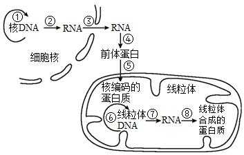 细胞生物合成过程（细胞生物合成过程图）-图1