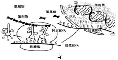 细胞生物合成过程（细胞生物合成过程图）-图3