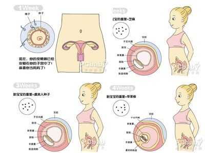 人体胎儿发育过程（人体胎儿发育的场所）-图2