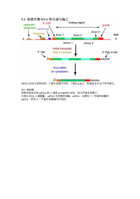 mrna加工修饰过程（mrna的加工顺序）-图1