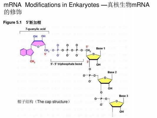 mrna加工修饰过程（mrna的加工顺序）-图3