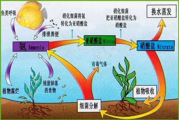 硝化细菌培养过程（硝化细菌菌种怎么用培养基培育）-图1