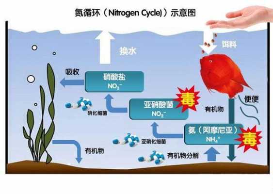 硝化细菌培养过程（硝化细菌菌种怎么用培养基培育）-图3