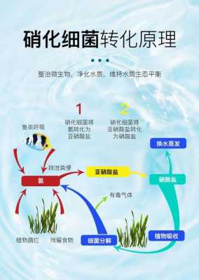 硝化细菌培养过程（硝化细菌菌种怎么用培养基培育）-图2