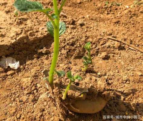 土豆生根发芽过程（土豆发芽长根了了还能吃吗）-图3