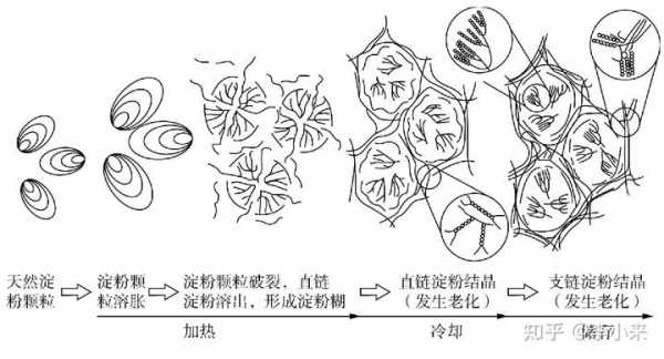 淀粉乳糖化过程（淀粉有乳化作用吗）-图2