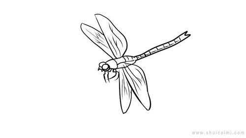 蜻蜓长大的过程图片（蜻蜓长大的过程图片简笔画）-图2