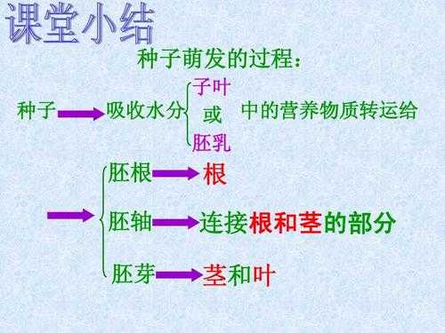 水分在种子萌发过程中的作用的简单介绍-图2