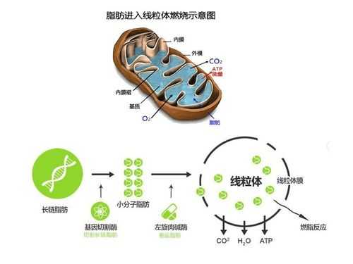 左旋使用过程（左旋有用）-图1