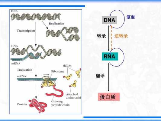 逆转译过程（逆译法例子）-图3