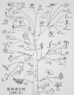 植物进化过程图片（植物进化的过程思维导图）-图2