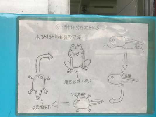 蝌蚪的变化过程记录（蝌蚪的变化过程记录表）-图1