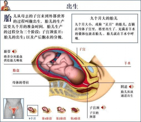 人胚胎形成过程视频（人体胚胎形成和发育的大致过程）-图3