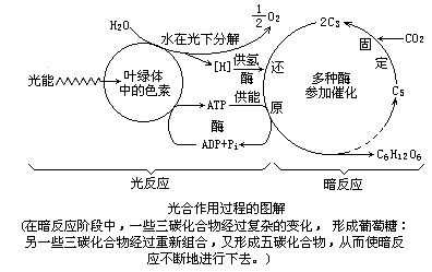 光反应的过程（光反应的过程是什么）-图2