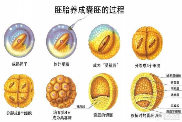 胚胎的发育过程视频（胚胎的发育过程视频播放）-图1