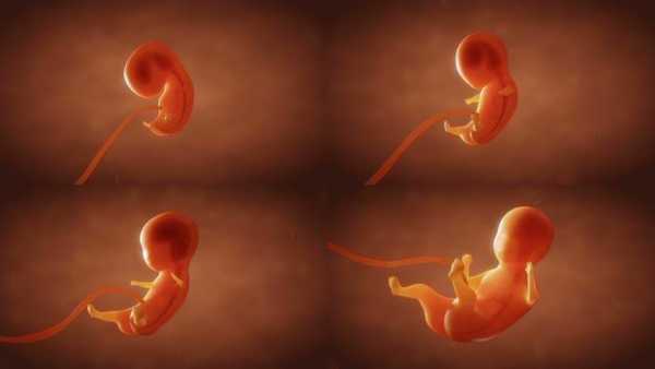 胚胎的发育过程视频（胚胎的发育过程视频播放）-图2