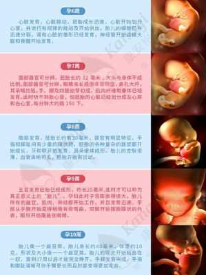 描述胎儿的形成过程（胎儿形成的全过程3d）-图2