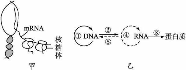 基因的表达过程描述（基因的表达过程包括哪些阶段）-图1