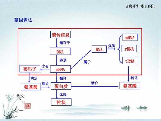 基因的表达过程描述（基因的表达过程包括哪些阶段）-图2