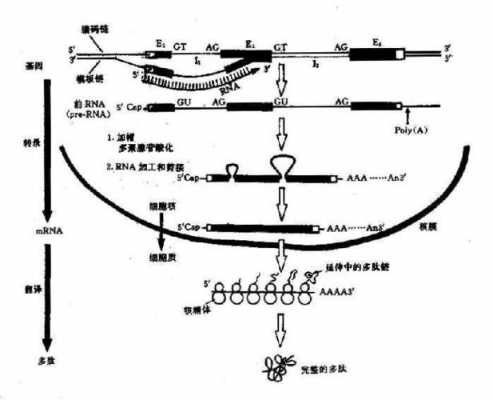 基因的表达过程描述（基因的表达过程包括哪些阶段）-图3