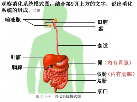 如何完成消化过程（消化过程的四个步骤）-图1