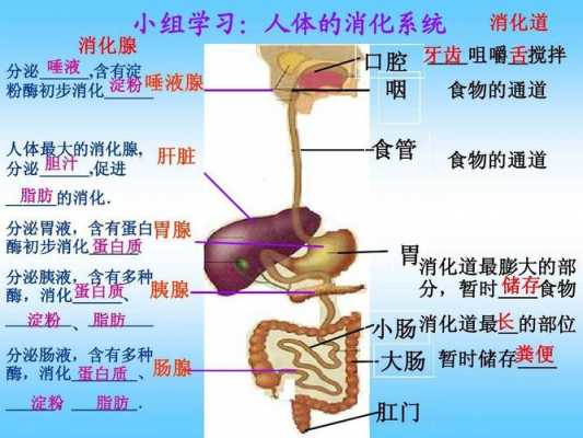 如何完成消化过程（消化过程的四个步骤）-图2