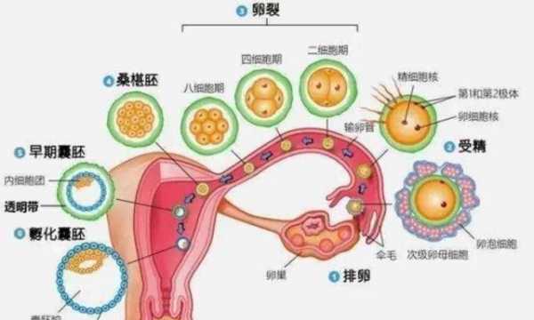 拾卵过程（输卵管拾卵过程）-图1