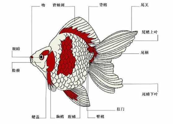 金鱼的进化过程（金鱼是怎么演变）-图1